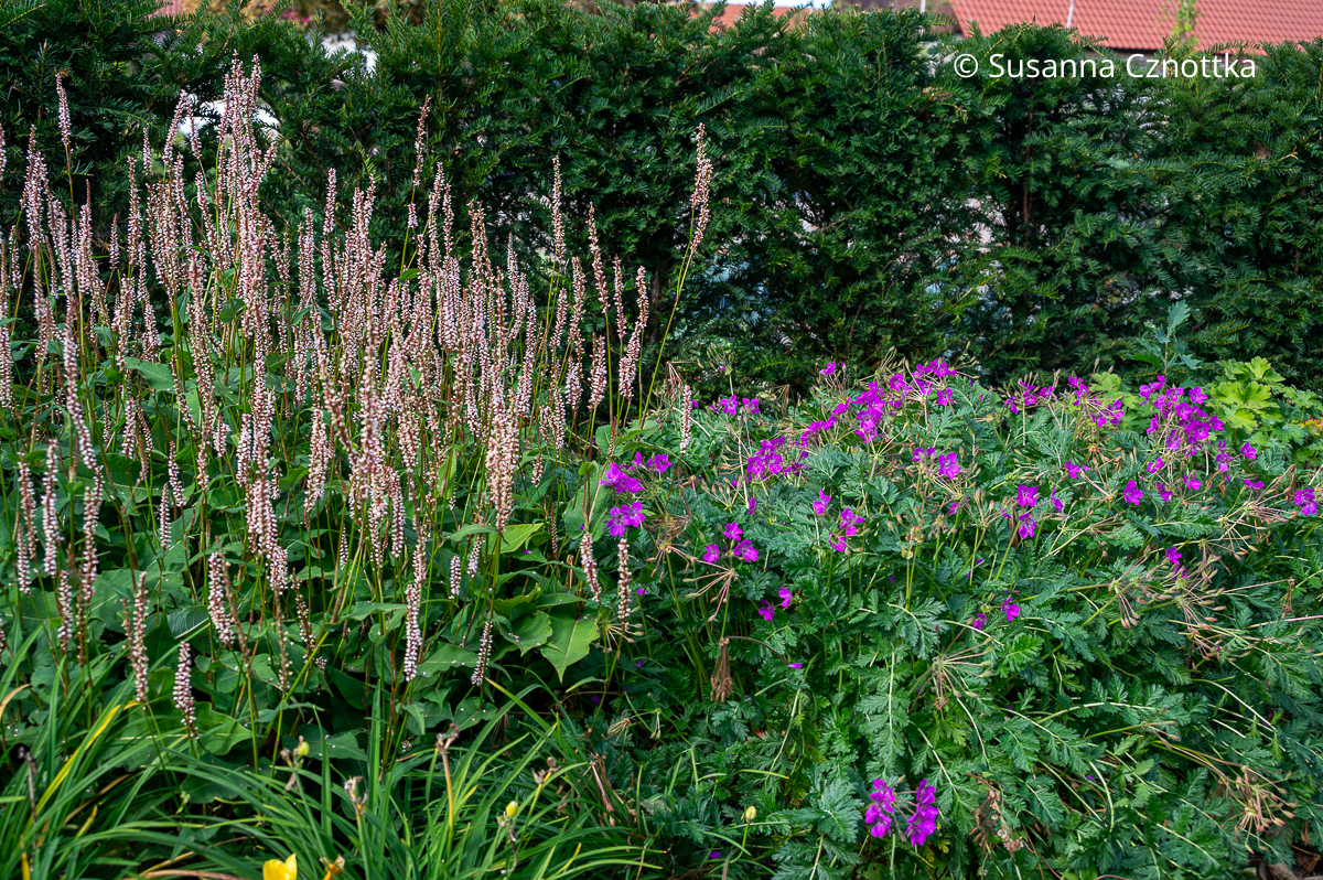 Stauden im Herbst: Großer Reiherschnabel (Erodium x hybridum) und Kerzen-Knöterich (Persicaria amplexicaulis) Stauden im Herbst: Großer Reiherschnabel (Erodium x hybridum) und Kerzen-Knöterich (Persicaria amplexicaulis)
