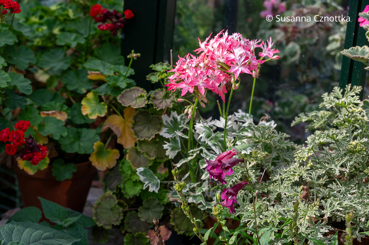 Eine besondere Geranie (Pelargonium) Eine besondere Geranie (Pelargonium)