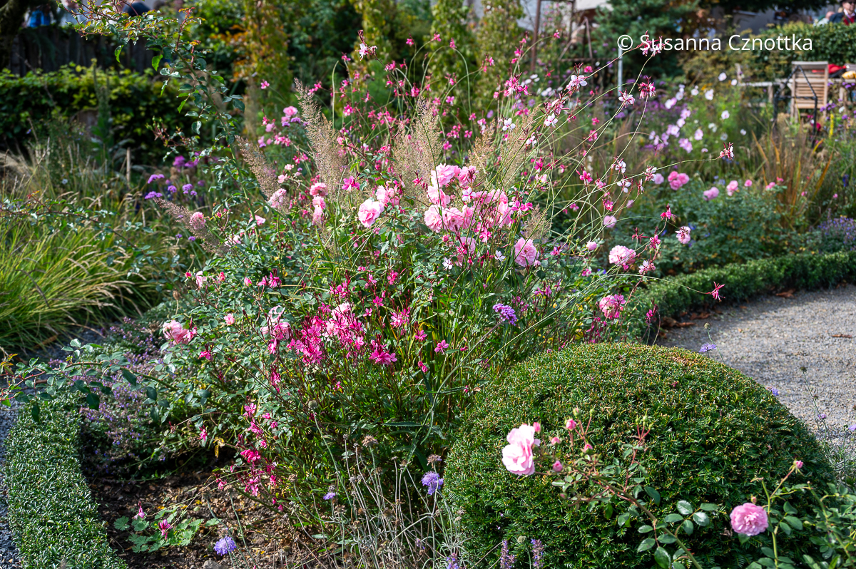 Prachtkerze (Oenothera lindheimeri syn. Gaura lindheimeri), rosa Röschen und Diamantgras (Calamagrostis brachytricha) Prachtkerze (Oenothera lindheimeri syn. Gaura lindheimeri), rosa Röschen und Diamantgras (Calamagrostis brachytricha)
