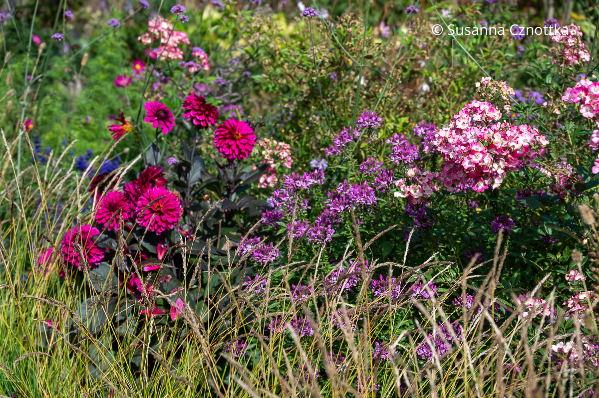 Rose 'Mozart', kräftig magentafarbene Dahlie und Spinnenblume (Cleome spinosa) mit Herbst-Kopfgras (Sesleria autumnalis) Rose 'Mozart', kräftig magentafarbene Dahlie und Spinnenblume (Cleome spinosa) mit Herbst-Kopfgras (Sesleria autumnalis)