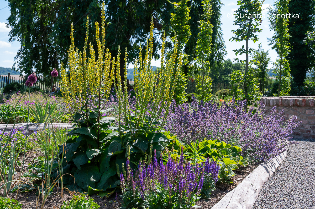 Steppen-Salbei (Salvia nemorosa) mit Königskerze (Verbascum) und Katzenminze (Nepeta)