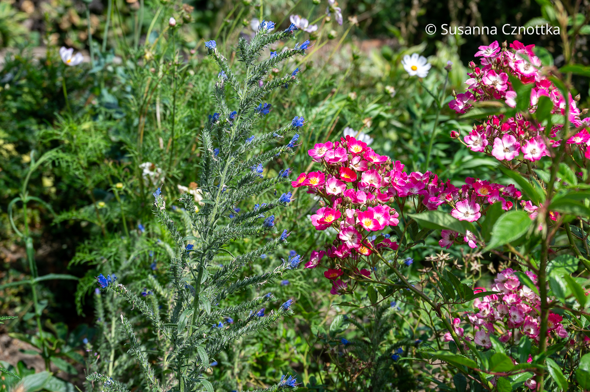 Heimische Wildpflanze als Rosenbegleiterin: Natternkopf (Echium vulgare) und Rose 'Mozart' Heimische Wildpflanze als Rosenbegleiterin: blauer Natternkopf (Echium vulgare) und pinke Rose 'Mozart'