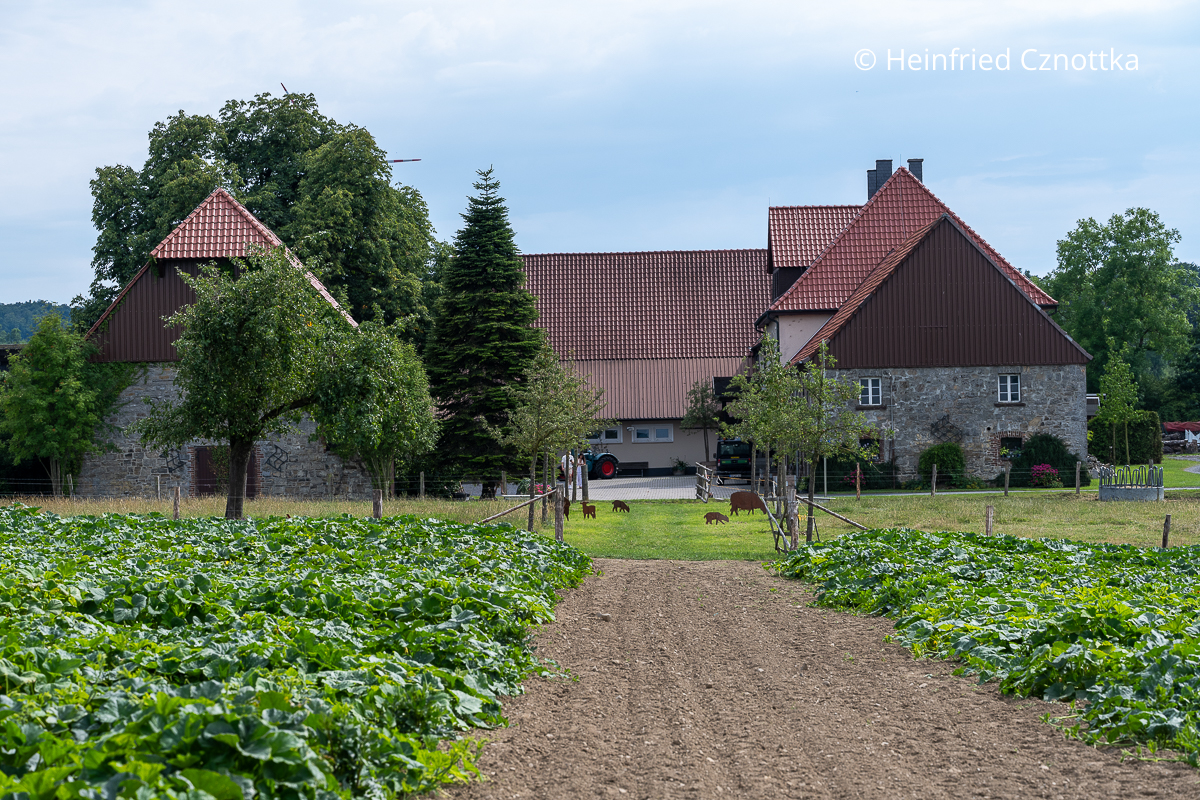 Kürbisfelder auf Gut Mimberge im Sauerland Kürbisfelder auf Gut Mimberge im Sauerland