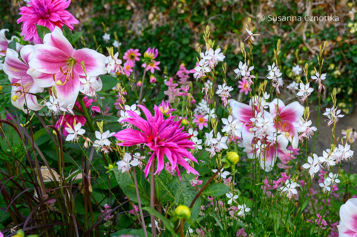 Farbe im Garten: pinke und weiße Blüten