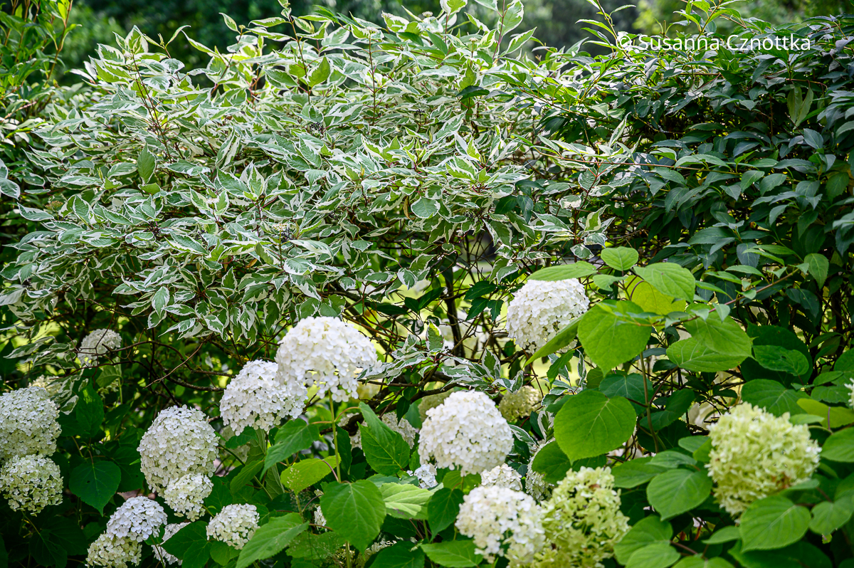 Harmonisch: Weißbunter Hartriegel (Cornus alba) 'Elegantissima' und weiße Wald-Hortensie (Hydrangea arborescens) 'Annabelle' Harmonisch: Weißbunter Hartriegel (Cornus alba) 'Elegantissima' und weiße Wald-Hortensie (Hydrangea arborescens) 'Annabelle'
