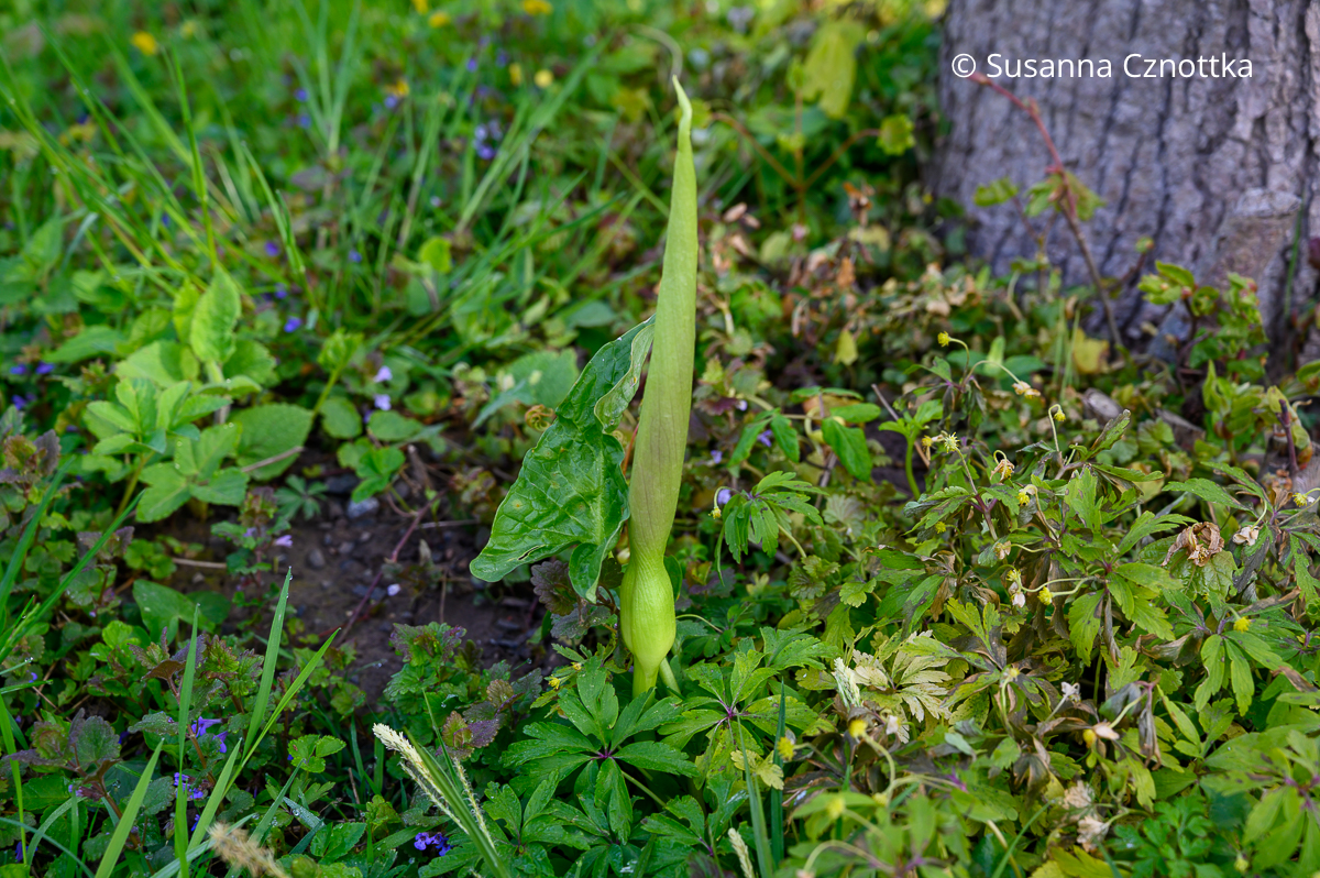 Blüte des Aronstabs (Arum) kurz vor der Entfaltung