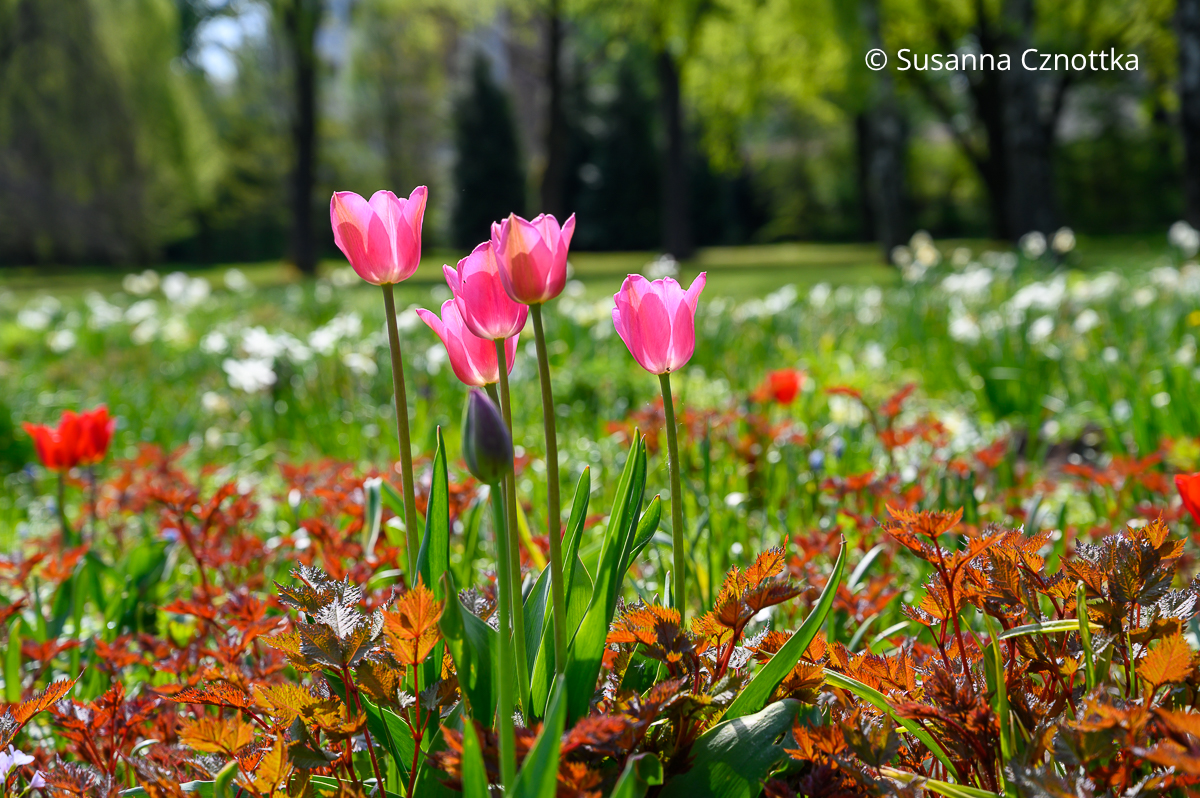 Frühlingsbeete gestalten: Roter Austrieb von Prachtspieren (Astilbe) mit pinken Tulpen