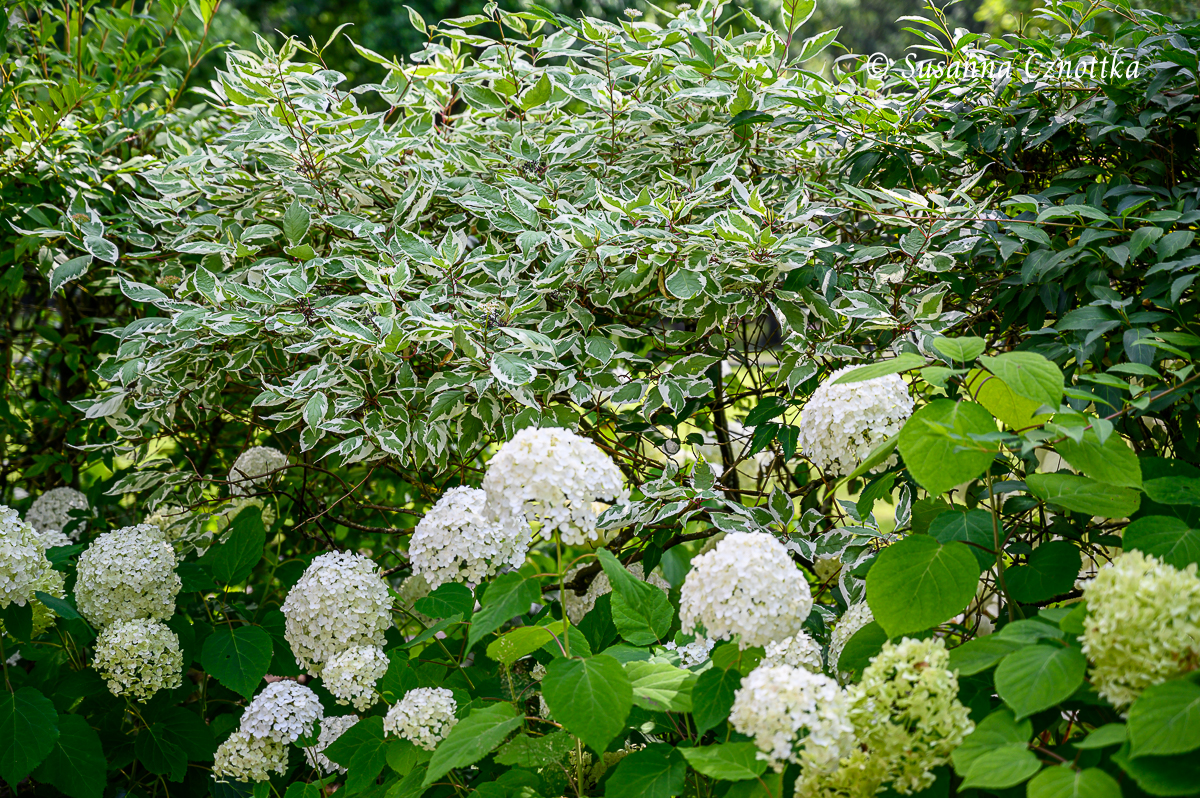Weiße Hortensie mit weißbuntem Hartriegel (Cornus alba) 'Elegantissima'
