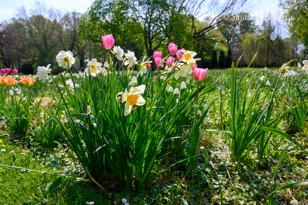 Blumenzwiebeln kombinieren: zweifarbige Narzissen, Tulpen in zarten Farben und Sommerknotenblumen
