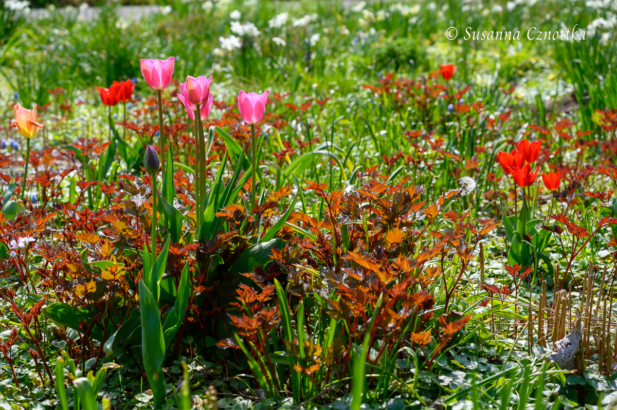 Blumenzwiebeln mit Stauden kombinieren: rosa und rote Tulpen mit dem rötlichen Austrieb der Prachtspiere. 