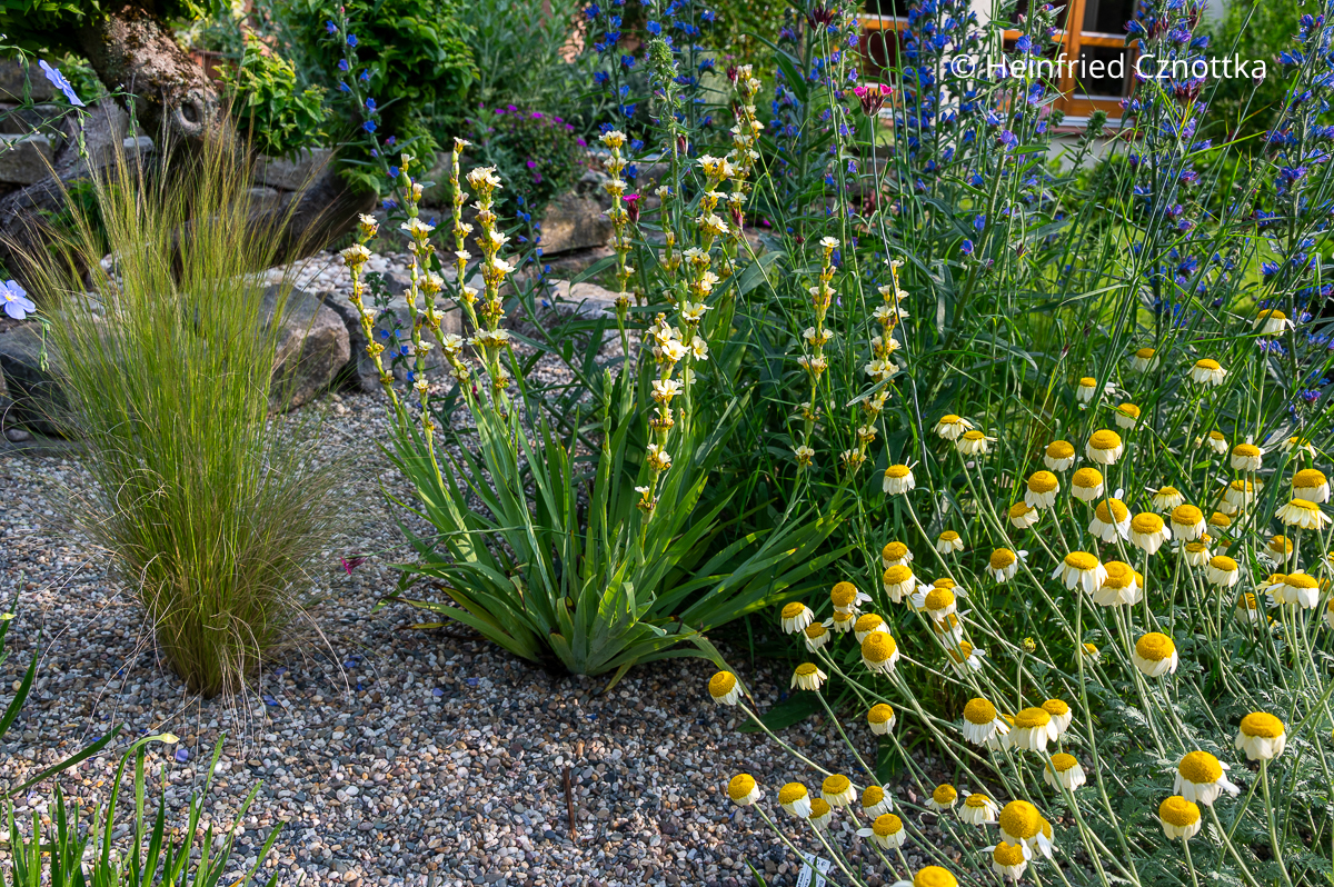 Binsenlilie (Sisyrinchium striatum) kombinieren: im Kiesbeet mit Färberkamille (Cota tinctoria) und Gewöhnlichem Natternkopf (Ecium vulgare)
