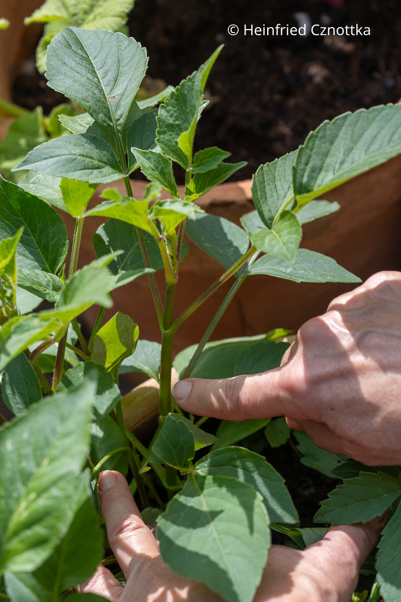 Dahlien pinzieren: Der Haupttrieb der Dahlie sollte über einem Blattpaar gekappt werden. Dahlien pinzieren: Jemand zeigt auf die Stelle, an der der Haupttrieb über einem Blattpaar gekappt wird.