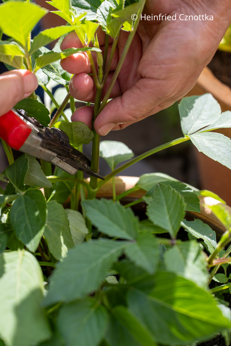 Dahlien pinzieren: der Hauptrieb einer Dahlie wird über einem Blattpaar geschnitten. Dahlien pinzieren: der Hauptrieb einer Dahlie wird mit einer Schere über einem Blattpaar geschnitten.