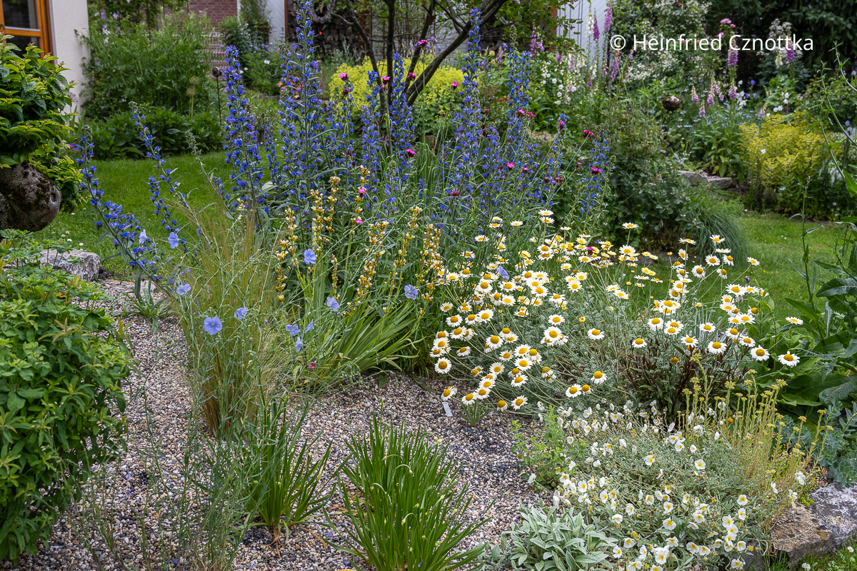 Gewöhnlicher Natternkopf (Echium vulgare) mit Binsenlilie, Blauem Lein, Färberkamille (Cota tinctoria) 'Susanna Mitchell' und Sonnenröschen 'Elfenbeinglanz' Gewöhnlicher Natternkopf (Echium vulgare) mit Binsenlilie, Blauem Lein, Färberkamille (Cota tinctoria) 'Susanna Mitchell' und Sonnenröschen 'Elfenbeinglanz'