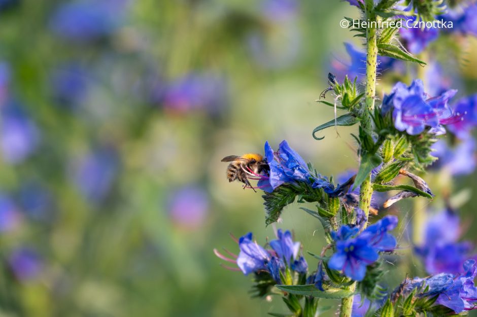 Biene an der Wildpflanze des Jahres 2026, dem Gewöhnlichen Natternkopf (Echium vulgare)