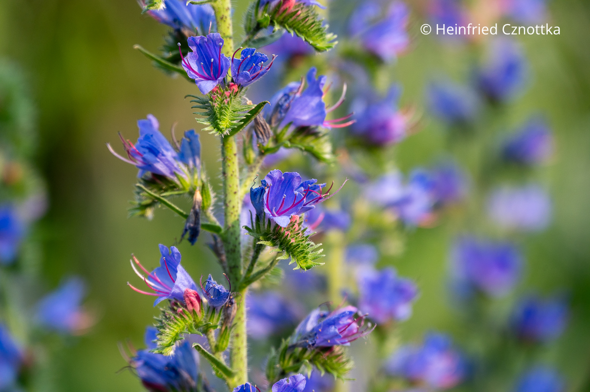 Detail eines Blütenstandes des Gewöhnlichen Natternkopfes (Echium vulgare) Detail eines Blütenstandes des Gewöhnlichen Natternkopfes (Echium vulgare) mit blauen Blüten und roten Staubfäden