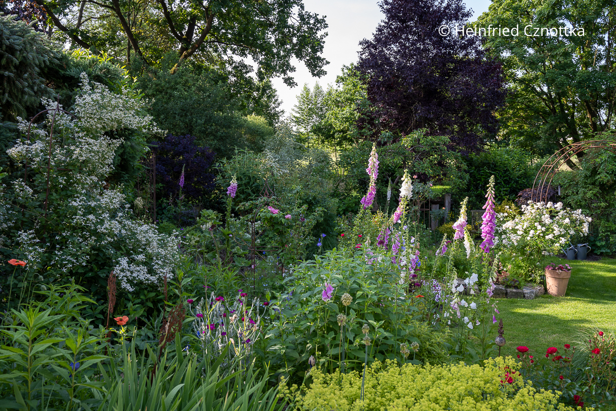 Mandschurischen Waldrebe (Clematis mandshurica) und rosa und weißer Fingerhut (Digitalis purpurea) Mandschurischen Waldrebe (Clematis mandshurica) mit weißen Blüten und rosa und weißer Fingerhut (Digitalis purpurea)