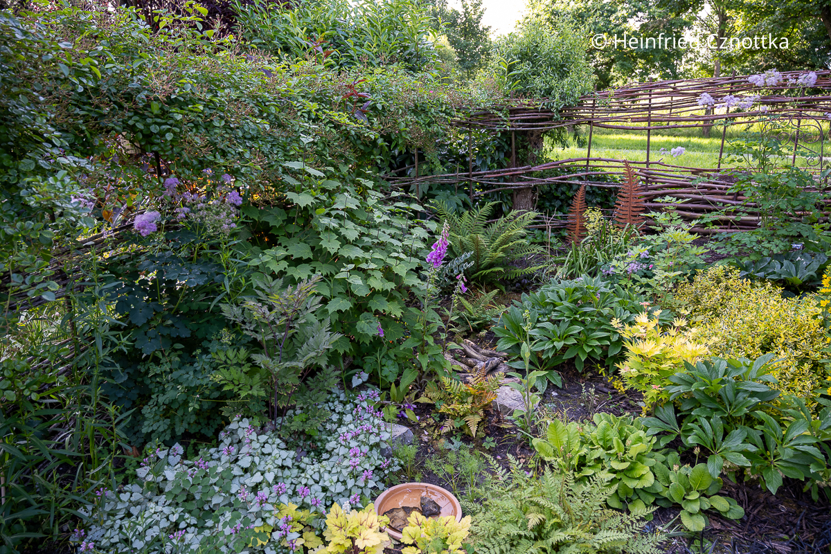 Halbschattenbeet mit u.a. Japanischer Wachsglocke (Kirengeshoma palmata), Lenzrosen, verschiedenen Farnen und weißbunter Gefleckter Taubnessel (Lamium maculatum) 'Pink Chablis' Halbschattenbeet mit u.a. Japanischer Wachsglocke (Kirengeshoma palmata), Lenzrosen, verschiedenen Farnen und weißbunter Gefleckter Taubnessel (Lamium maculatum) 'Pink Chablis' mit rosa Blüten