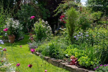Ramblerrosen 'Guirlande d' Amour', blaue Pfirsichblättrige Glockenblumen (Campanula persicifolia) und pinke Karthäuser Nelken (Dianthus carthusianorum)