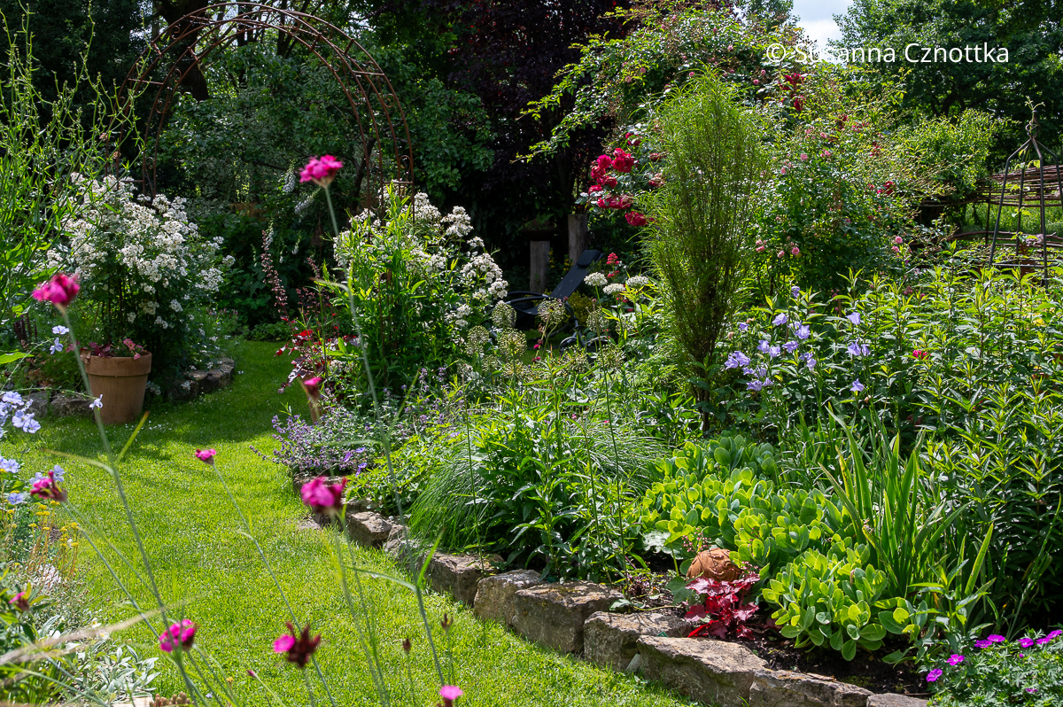 Rückblick auf das Gartenjahr 2025: Ramblerrose 'Guirlande d' Amour', blaue Pfirsichblättrige Glockenblumen (Campanula persicifolia) und pinke Karthäuser Nelken (Dianthus carthusianorum) Rückblick auf das Gartenjahr 2025: Ramblerrose 'Guirlande d' Amour', blaue Pfirsichblättrige Glockenblumen (Campanula persicifolia) und pinke Karthäuser Nelken (Dianthus carthusianorum)