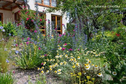 Ein Magerbeet oder Splittbeet mit blau blühendem Natternkopf (Echium vulgare) und gelb-weißer Färberkamille (Cota tinctoria) Ein Magerbeet oder Splittbeet mit blau blühendem Natternkopf (Echium vulgare) und gelb-weißer Färberkamille (Cota tinctoria)