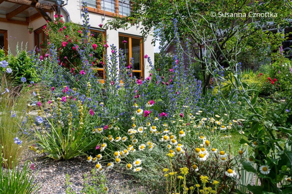Ein Magerbeet oder Splittbeet mit blau blühendem Natternkopf (Echium vulgare) und gelb-weißer Färberkamille (Cota tinctoria)