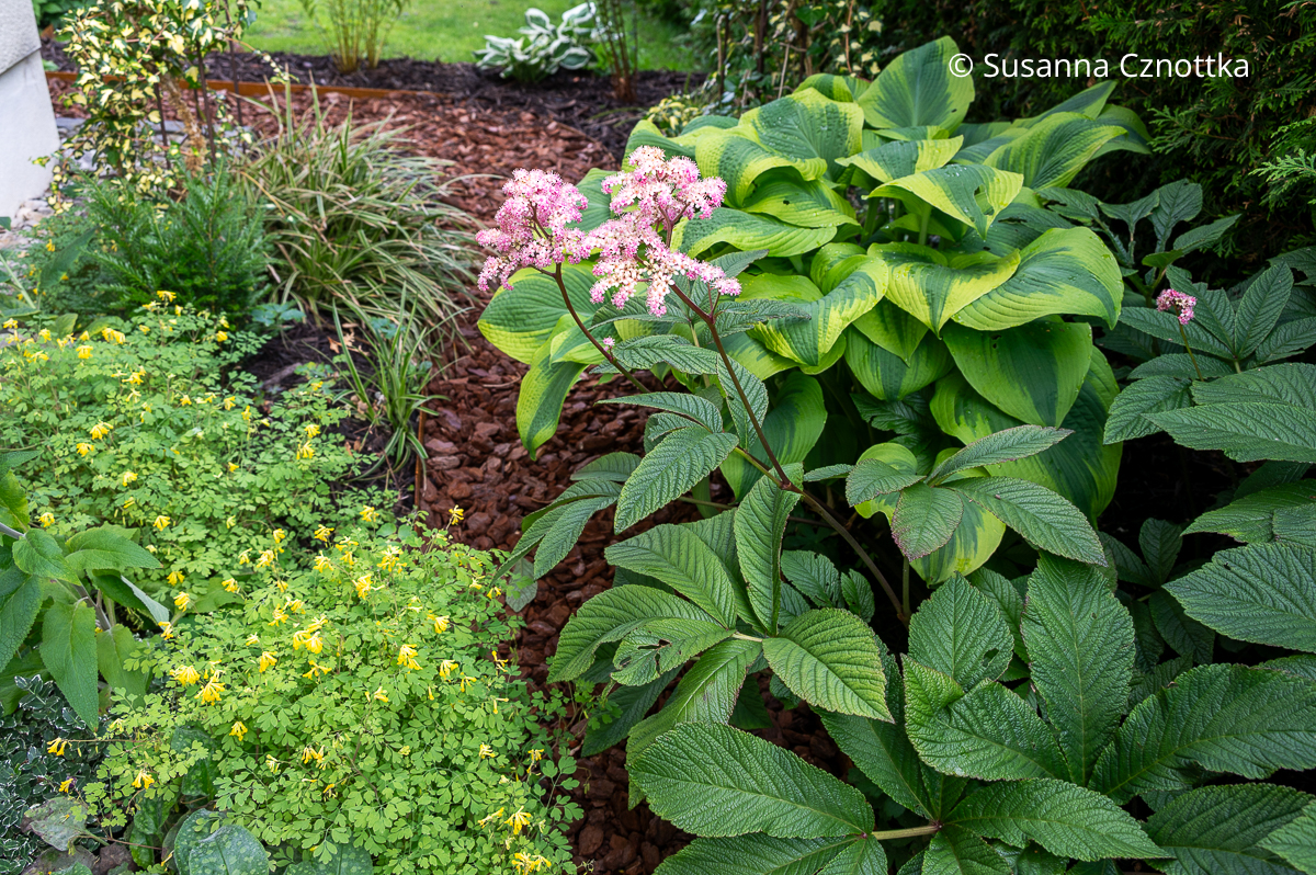 Schaublatt (Rodgersia pinnata) 'Chocolate Wings' neben einer panaschierten Funkie und dem Gelben Lerchensporn (Corydalis lutea) Schaublatt (Rodgersia pinnata) 'Chocolate Wings' neben einer panaschierten Funkie und dem Gelben Lerchensporn (Corydalis lutea)