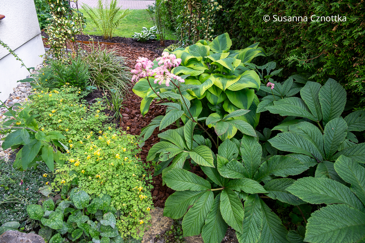 Schattenstauden kombinieren: Gelber Scheinlerchensporn (Pseudofumaria lutea), Funkie mit gelbgrünem Rand und Schaublatt (Rodgersia) 'Chocolate Wings'