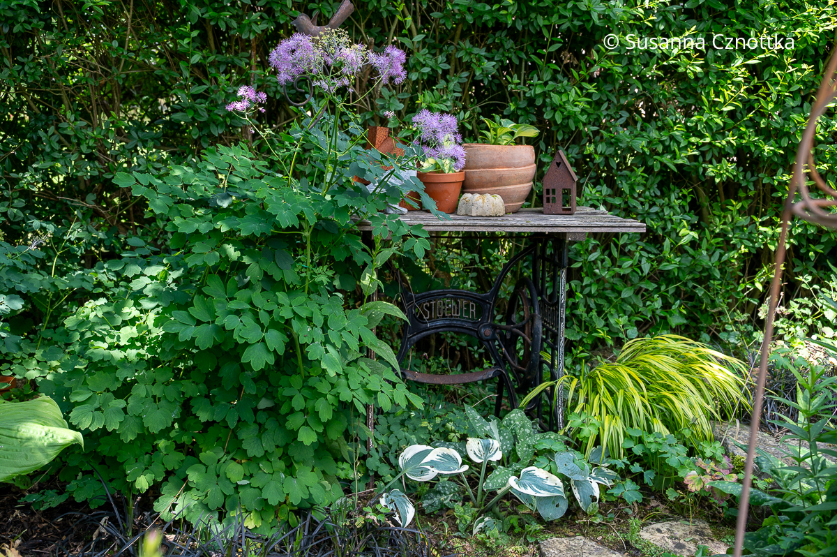 Akeleiblättrige Wiesenraute (Thalictrum aquilegifolium), Lungenkraut, weißbunte Funkie 'Firn Line' und Japan-Berggras (Hakonechloa macra) 'Aureola' um einen Nähmaschinentisch Akeleiblättrige Wiesenraute (Thalictrum aquilegifolium), Lungenkraut, weißbunte Funkie 'Firn Line' und Japan-Berggras (Hakonechloa macra) 'Aureola' um einen Nähmaschinentisch