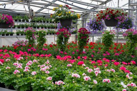 Sommerblumen für die Terrasse, Balkon und Garten: Geranien und Petunien und andere Pflanzen blühen im Gewächshaus