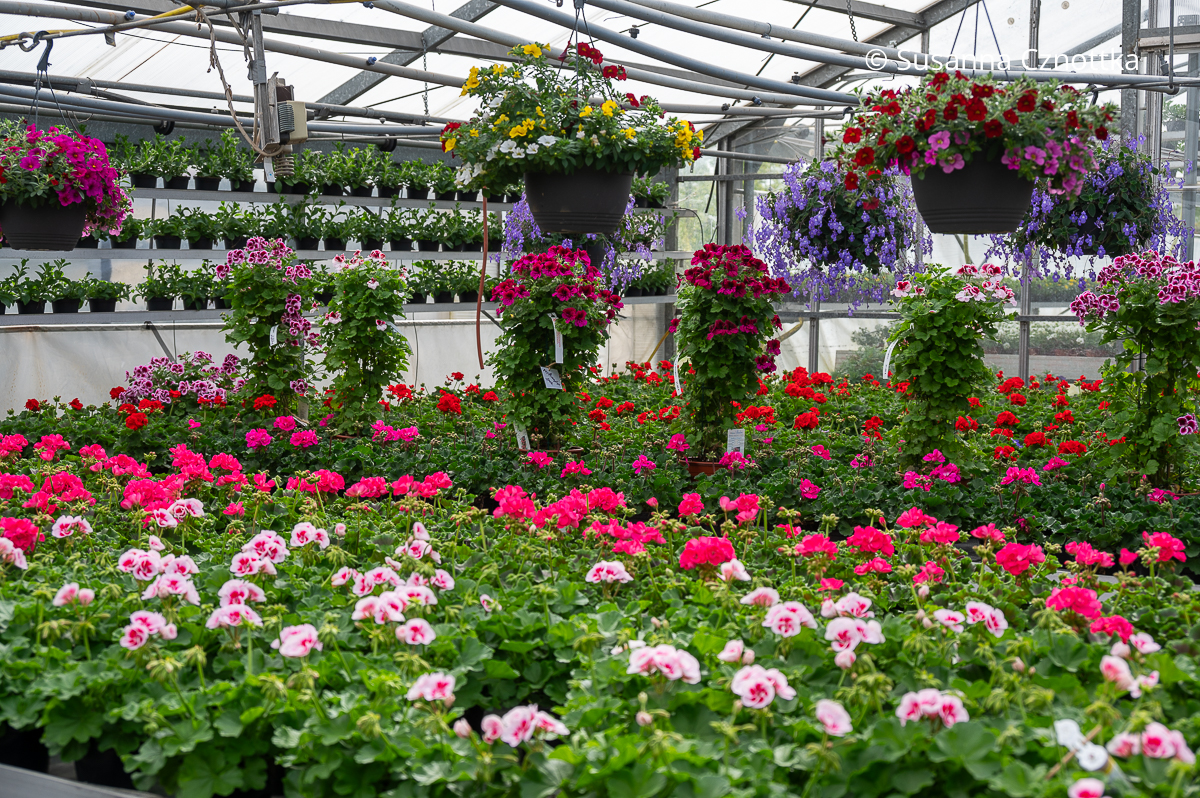 Sommerblumen für Terrasse, Balkon und Garten: Geranien und Petunien im Gewächshaus