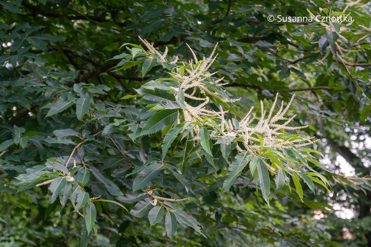 Blüten der Esskastanie (Castanea sativa) Blüten der Esskastanie (Castanea sativa)