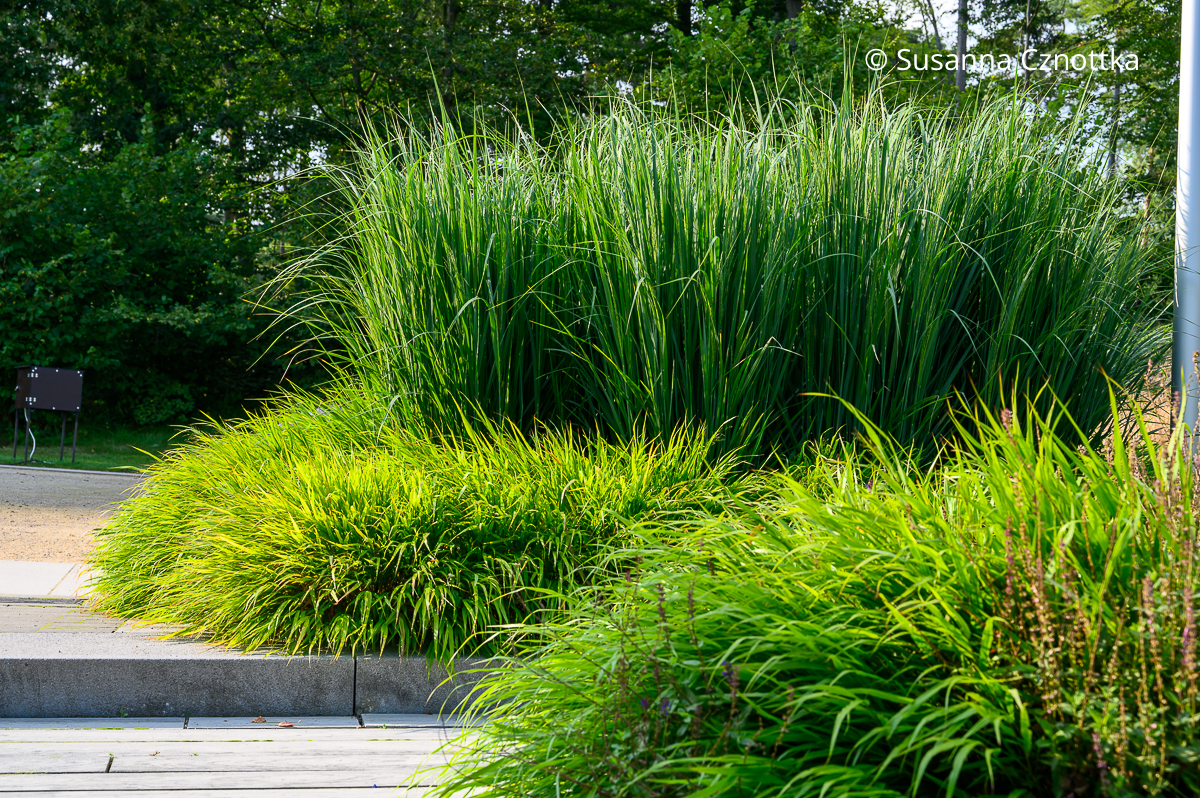 Japan-Berggras (Hakonechloa macra) und straff aufrechte Gräser im Hintergrund