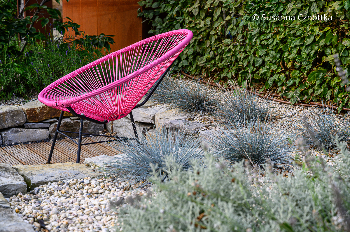 Heimischer Blauschwingel (Festuca glauca) Heimischer Blauschwingel (Festuca glauca) im Kiesbeet, daneben ein pinker Acapulco-Chair