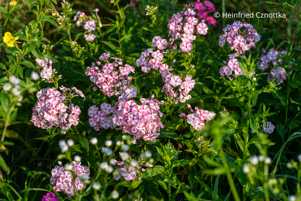 Hoher Sommer-Phlox (Phlox paniculata) mit zweifarbigen Blütenblättern in Rosa und Weiß Hoher Sommer-Phlox (Phlox paniculata) mit zweifarbigen Blütenblättern in Rosa und Weiß