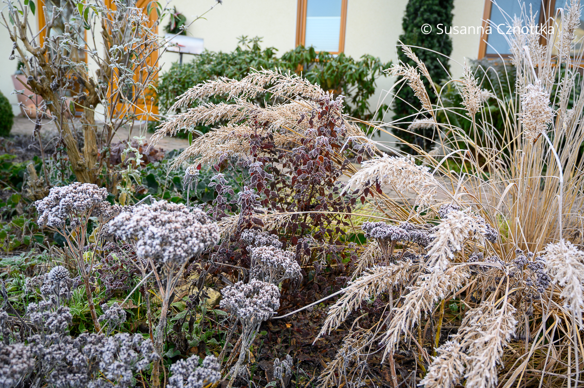 Garten im Winter: Samenstände von Diamantgras und Hoher Fetthenne (Hylotelephium) 'Brilliant' mit immergrünen Gehölzen im Hintergrund