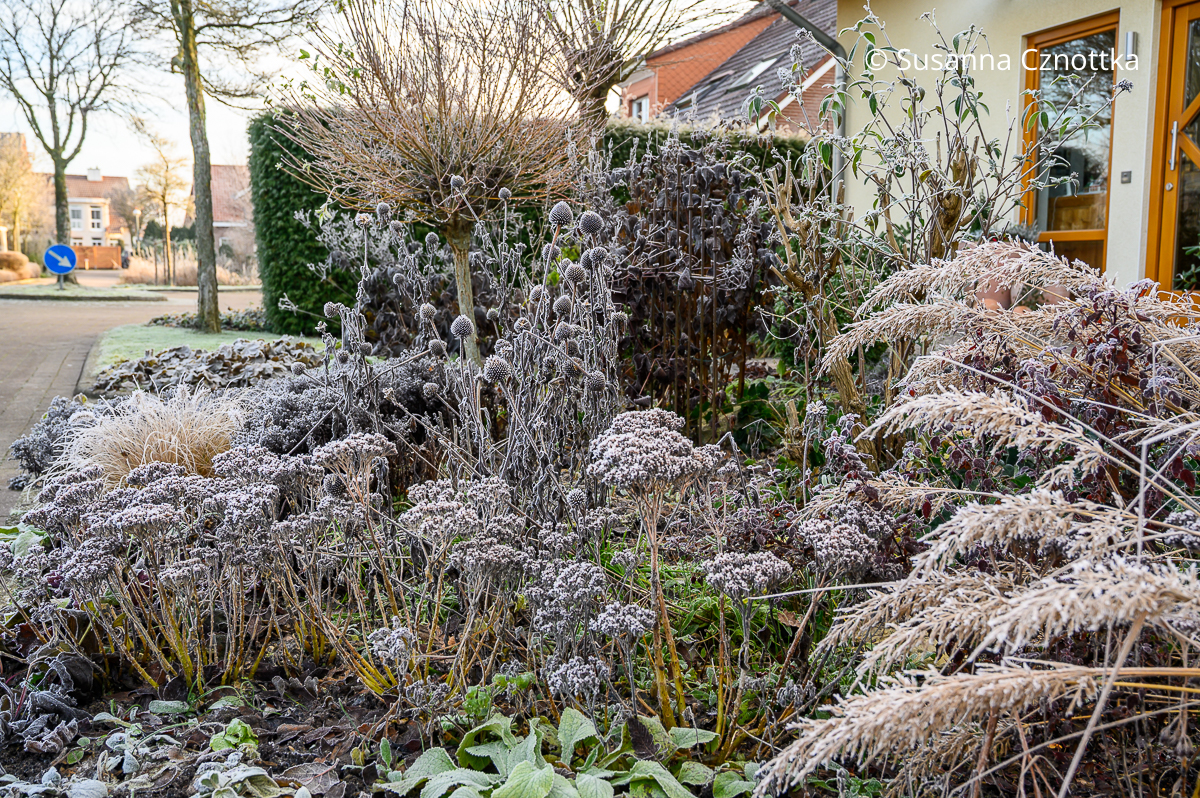 Winteraspekt mit Raureif im Beet: Samenstände von Diamantgras, Rotem Sonnenhut (Echinacea purpurea) und Hoher Fetthenne (Hylotelephium) 'Brilliant'