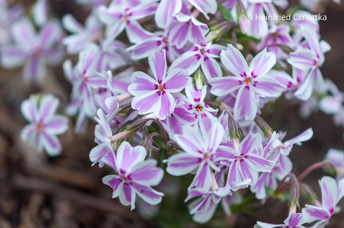 Hübsche Polsterstaude: Polster-Phlox (Phlox subulata) 'Candy Stripes'