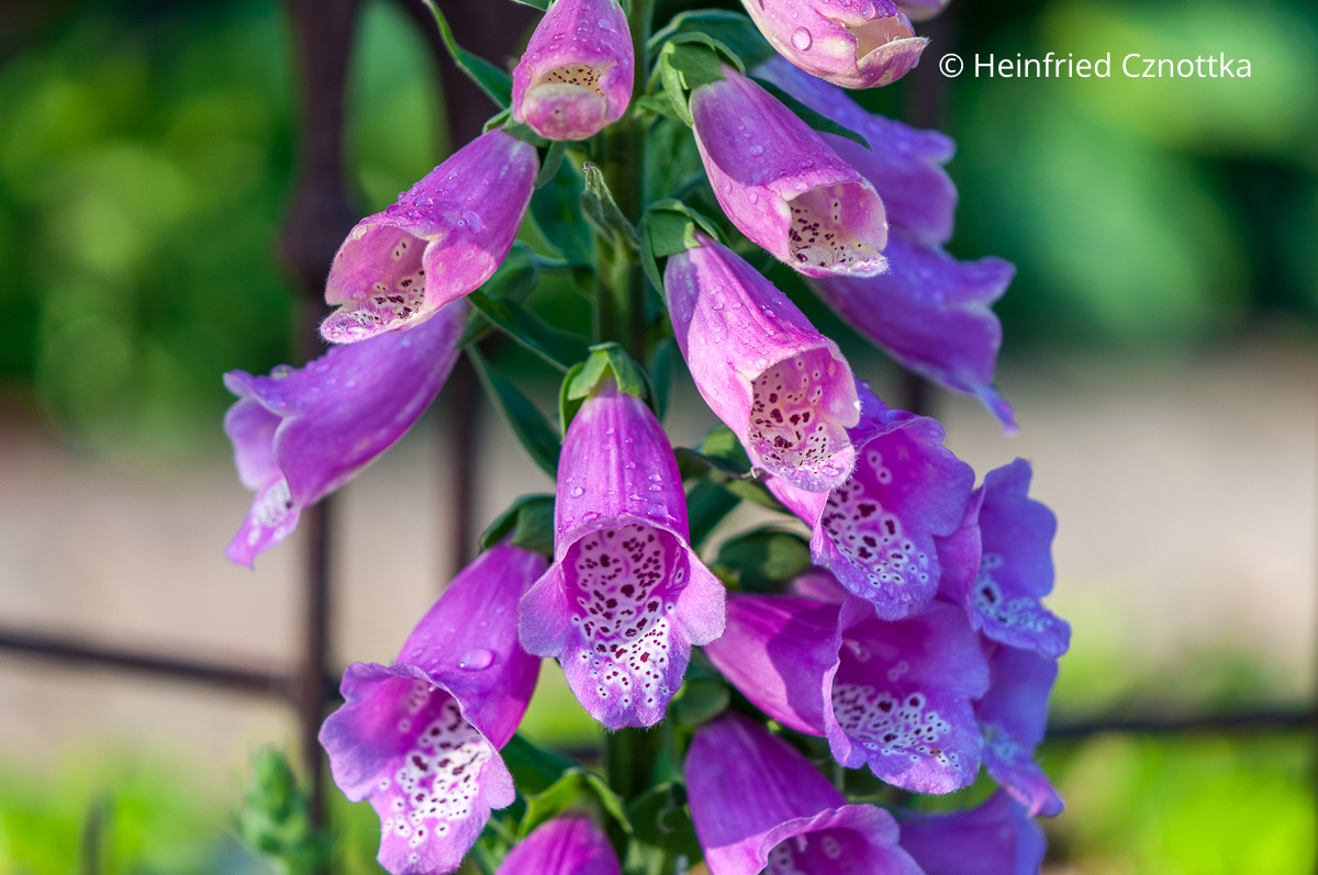 Hummelliebling: dunkle, hell gerandete Flecke im Innern der Blüten des Roten Fingerhutes (Digitalis purpurea) zeigen Insekten den Weg Dunkle, hell gerandete Flecke im Innern der pinken Blüten eines Roten Fingerhutes (Digitalis purpurea)