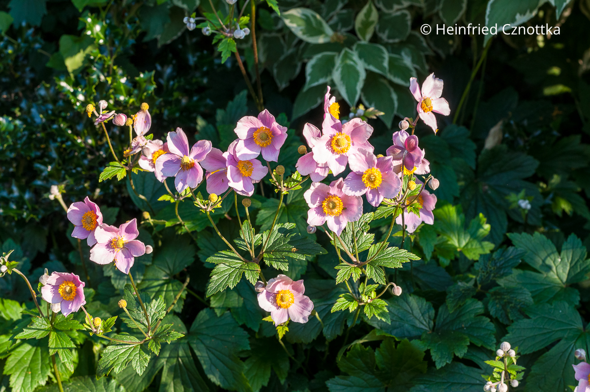 Herbst-Anemonen in unserem Garten Rosa blühende Herbst-Anemonen in unserem Garten