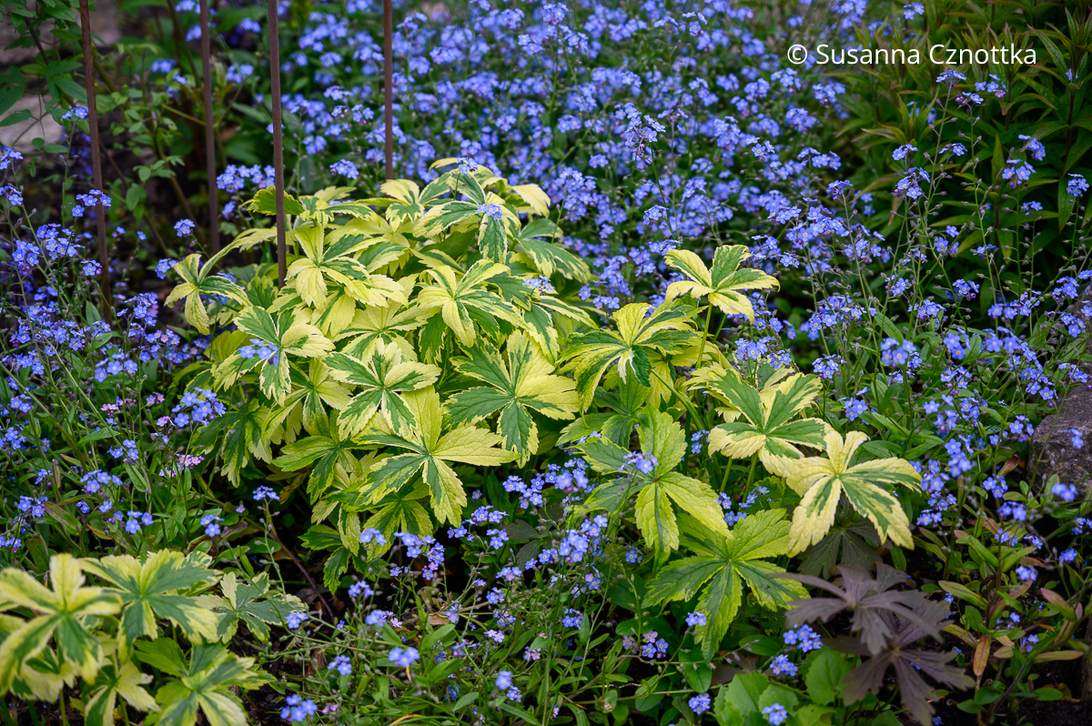 Lange Zeit attraktive Staude: Sterndolde (Astrantia major) 'Sunningdale Variegated' mit panaschiertem Laub
