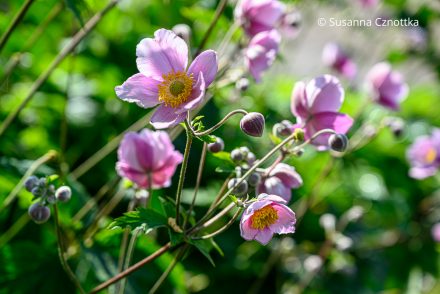 Rosa ungefüllte Herbst-Anemone (Anemone hupehensis) 'September Charme'