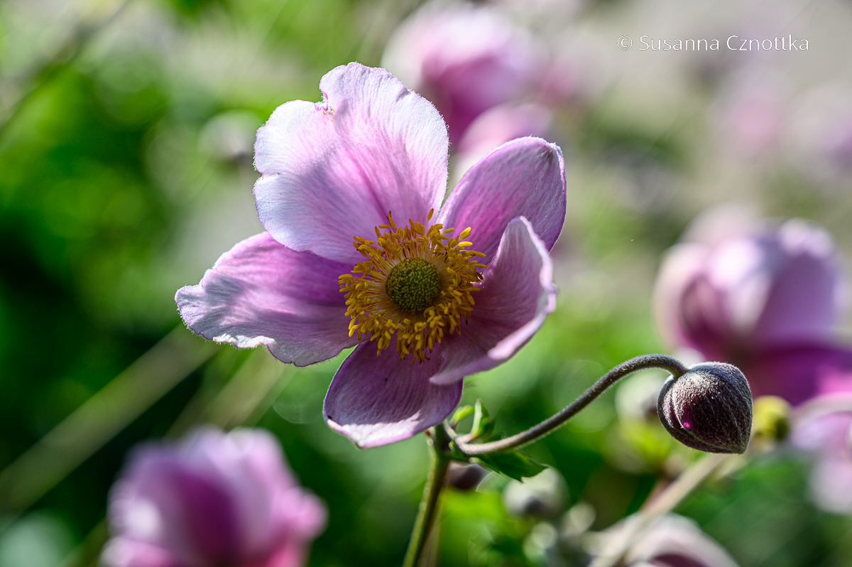 Natürliche Ausstrahlung: ungefüllte Herbst-Anemone (Anemone hupehensis) in Rosa Natürliche Ausstrahlung: ungefüllte Herbst-Anemone (Anemone hupehensis) in Rosa