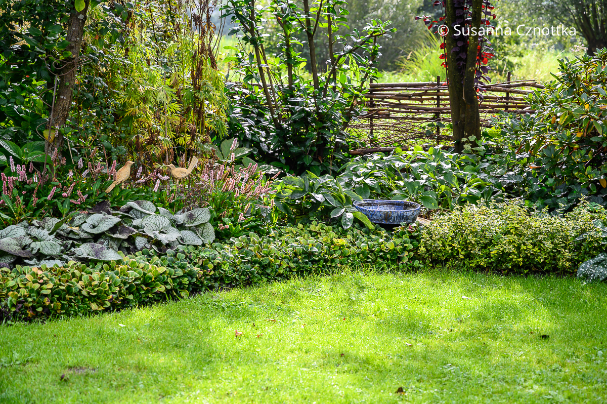 Immergrüne Beetbegrenzung: Porzellanblümchen (Saxifraga urbium) Immergrüne Beetbegrenzung: Porzellanblümchen (Saxifraga urbium)