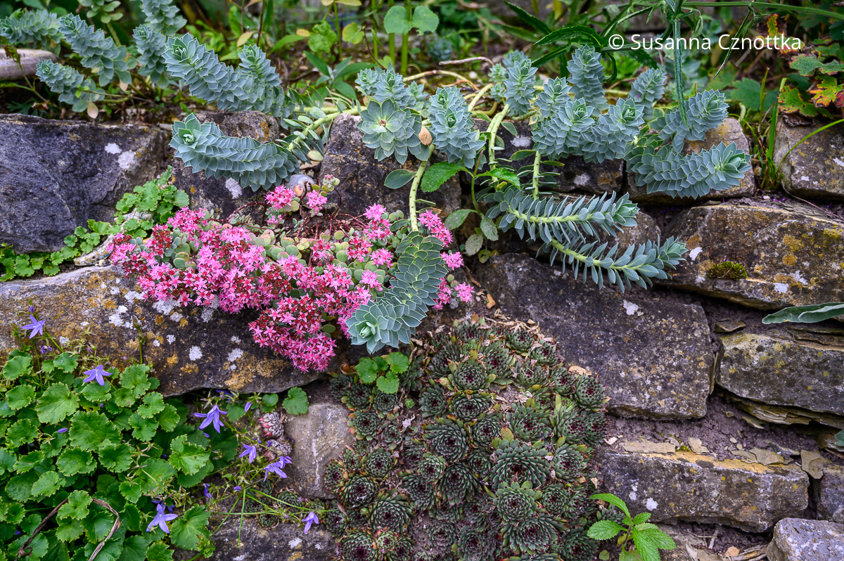 Stauden mit natürlichem Schutz vor Hitze und Trockenheit: Walzen-Wolfsmilch (Euphorbia myrsinites), Hauswurz (Sempervivum) und Fetthenne (Sedum) Trockenheitstolerante Staude: Walzen-Wolfsmilch (Euphorbia myrsinites) mit bläulichen Blättern
