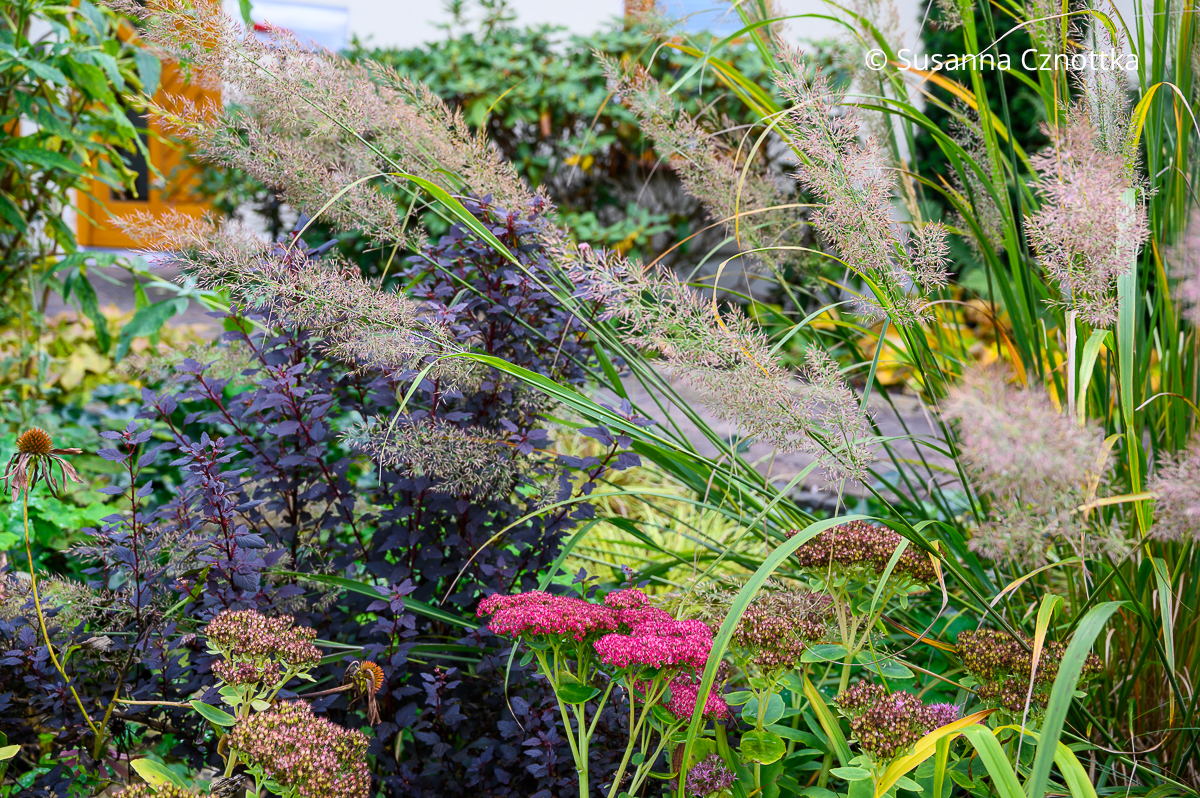 Pflanzen kombinieren: Diamantgras (Calamagrostis brachytricha) mit Hoher Fetthenne (Hylotelephium) und der kleinen dunkellaubigen Blasenspiere (Physocarpus opulifolius) 'Little Joker'