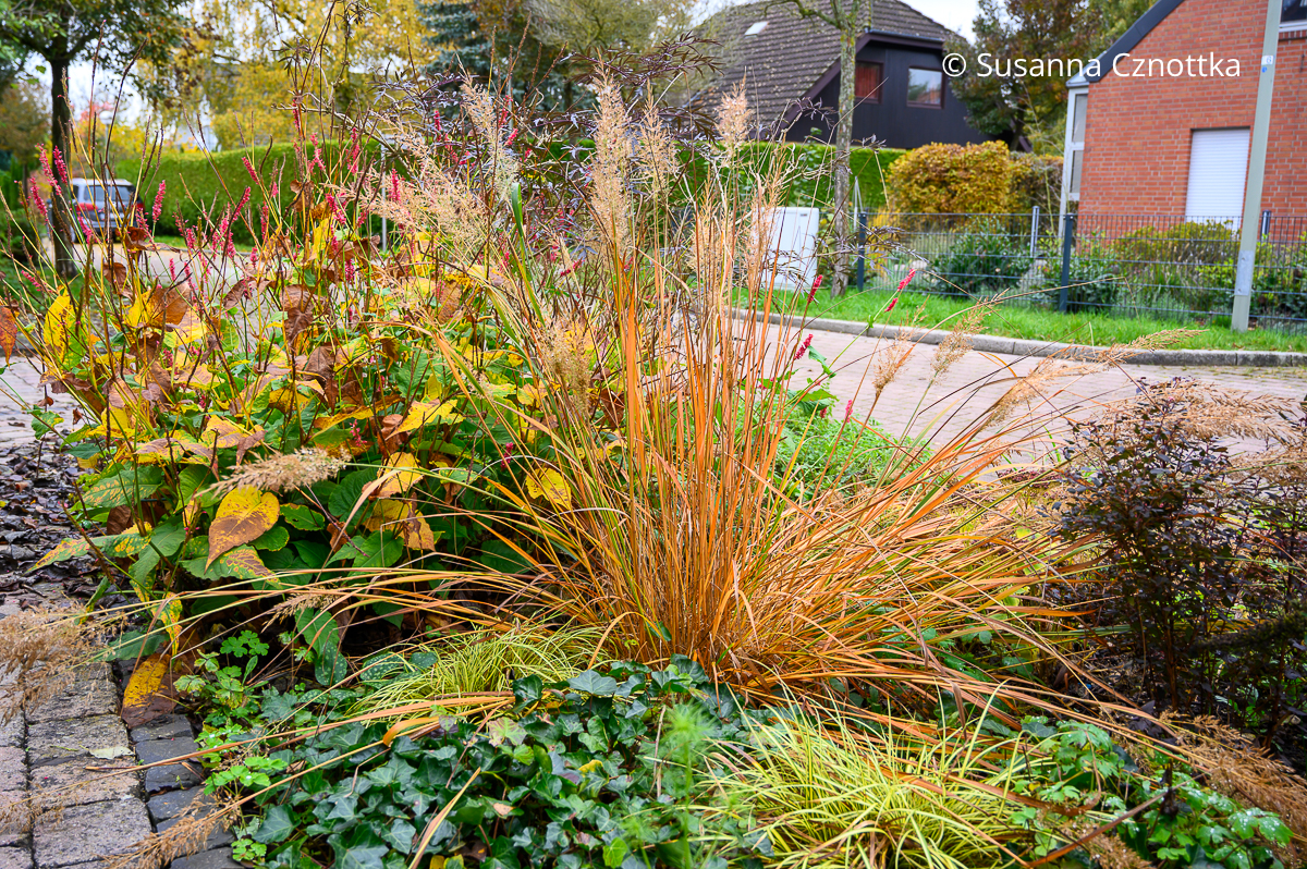 Diamantgras  (Calamagrostis brachytricha) mit gelben Halmen im Herbst mit Efeu und Kerzen-Knöterich im Beet