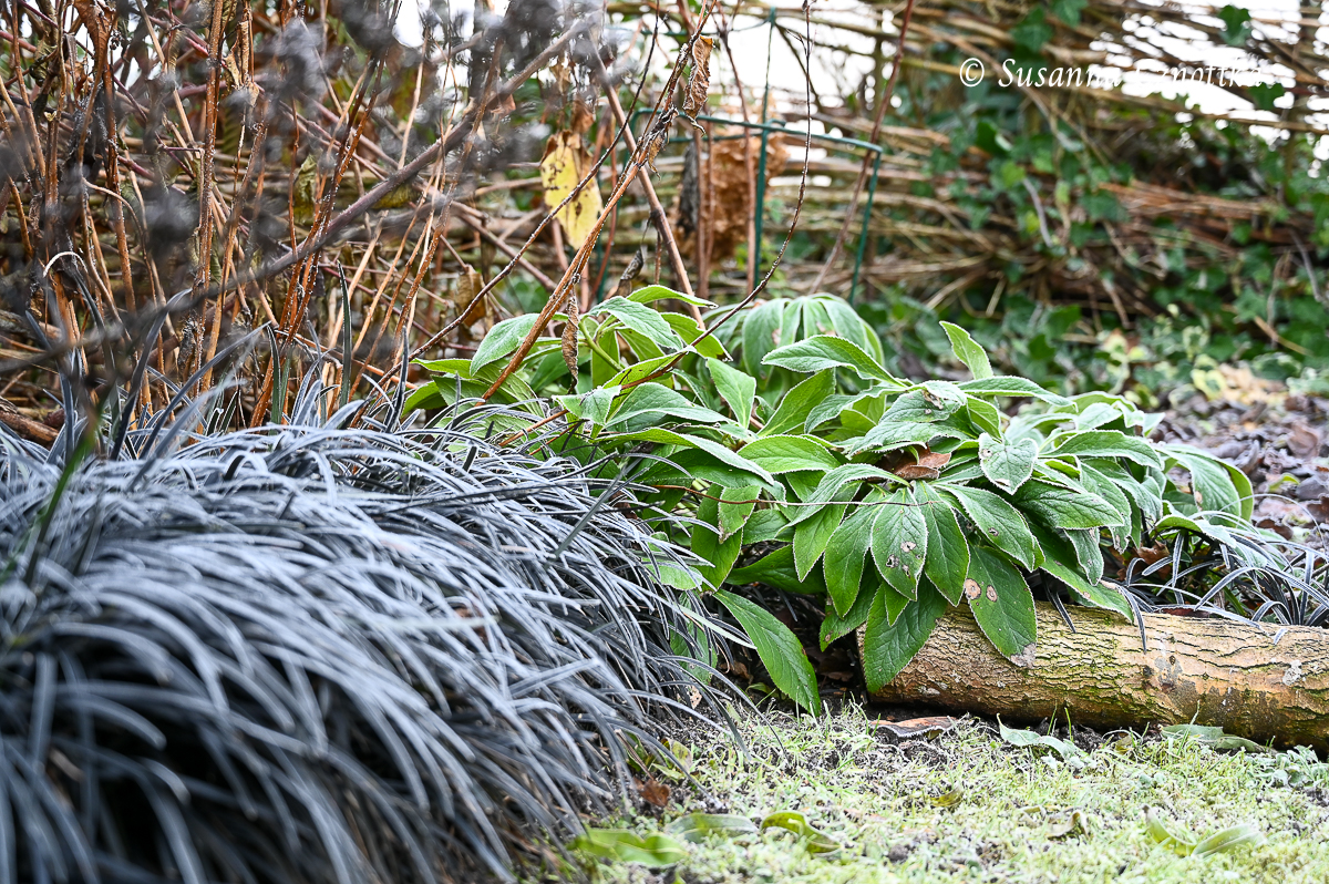 Schwarzer Schlangenbart mit Lenzrose im Winter