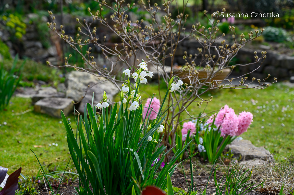 Frühling im Garten: Sommer-Knotenblumen (Leucojum aestivum) und Hyazinthen (Hyacinthus orientalis-Hybriden)