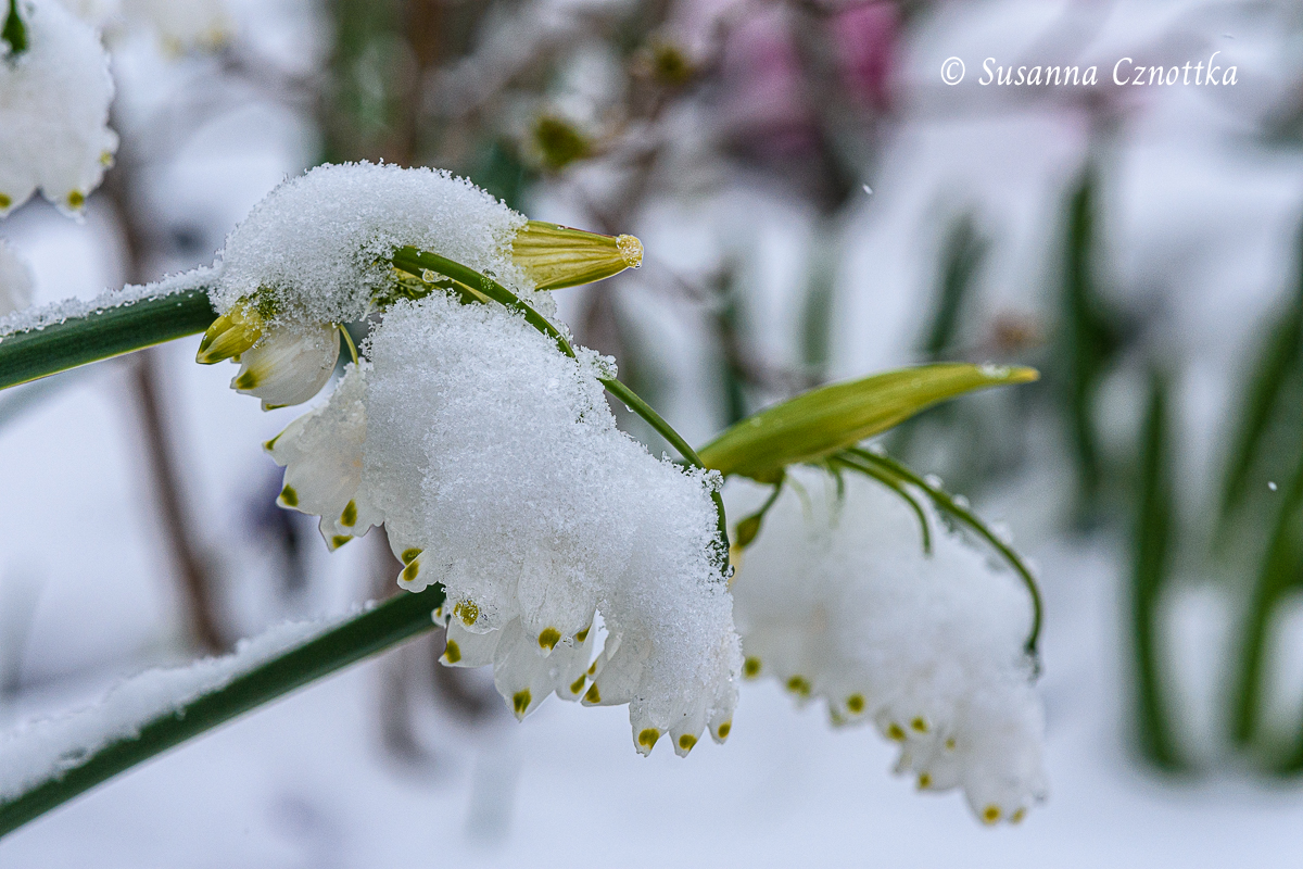 Blüten der Sommer-Knotenblume (Leucojum aestivum)  'Gravetye Giant' im Schnee